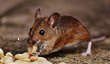 24 Hour & Emergency Exterminators in E Rochester, OH